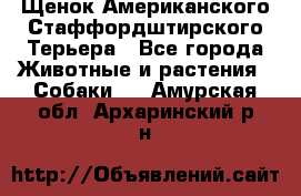 Щенок Американского Стаффордштирского Терьера - Все города Животные и растения » Собаки   . Амурская обл.,Архаринский р-н